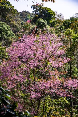Beautiful Wild Himalayan Cherry Trees in Khun Changkhian Highland Agricultural Research and Training Station, Thailand.