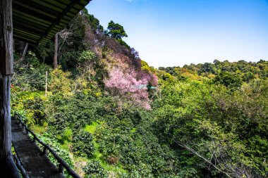 Beautiful Wild Himalayan Cherry Trees in Khun Changkhian Highland Agricultural Research and Training Station, Thailand.