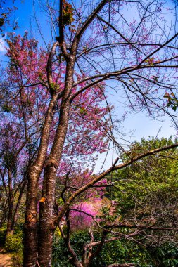 Beautiful Wild Himalayan Cherry Trees in Khun Changkhian Highland Agricultural Research and Training Station, Thailand.