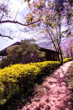 Chiangmai Eyaleti, Tayland 'da Güzel Himalaya Kiraz Ağaçlarıyla Doğal Patika.