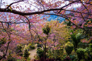 Beautiful Wild Himalayan Cherry Trees in Khun Changkhian Highland Agricultural Research and Training Station, Thailand.