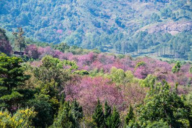 Wild Himalayan Cherry in Khun Wang royal project, Thailand.