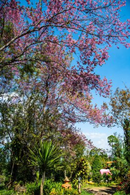 Wild Himalayan Cherry in Khun Wang royal project, Thailand.