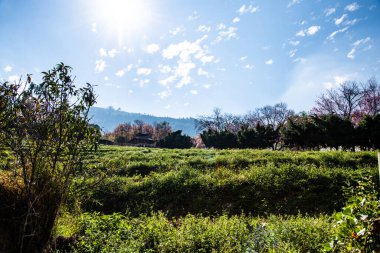 Wild Himalayan Cherry flower in Khun Wang royal project, Thailand.