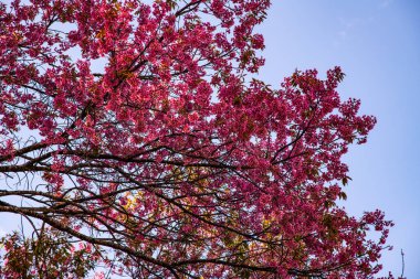 Wild Himalayan Cherry flower in Khun Wang royal project, Thailand.