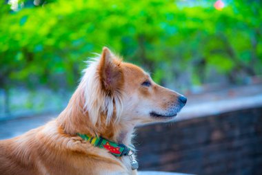 Baş shot in Tay köpek, Tayland.