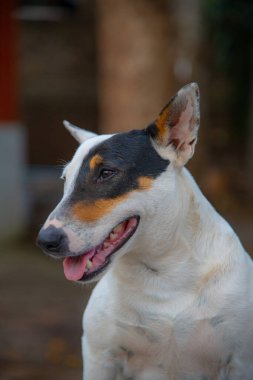Baş shot in Tay köpek, Tayland.