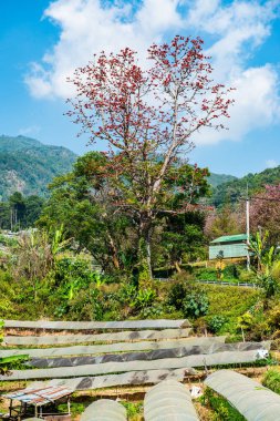The mountain view of Doi Inthanon national park in Chiangmai province, Thailand.