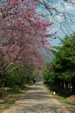 Wild Himalayan Cherry in Khun Wang royal project, Thailand.