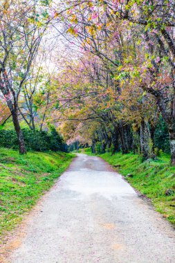 Wild Himalayan Cherry in Khun Wang royal project, Thailand.