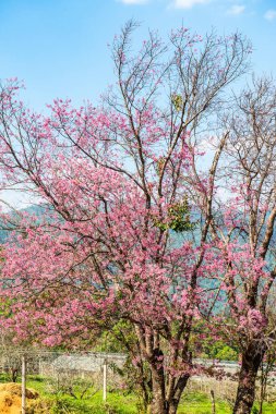 Wild Himalayan Cherry flower in Khun Wang royal project, Thailand.
