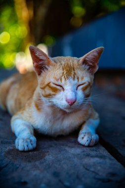 Thai cat on wooden panel, Thailand.