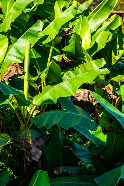 Folhas Verdes Banana Tailândia — Fotografia de Stock