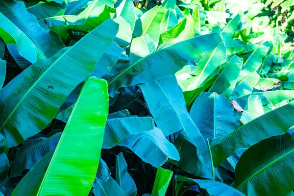 Folhas Verdes Banana Tailândia — Fotografia de Stock