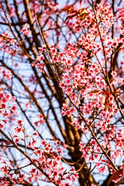 Wild Himalayan Cherry Thai Style Sakura Flower Thailand — 图库照片