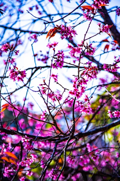 Dziki Kwiat Wiśni Himalajskiej Lub Tajskiego Stylu Sakura Tajlandia — Zdjęcie stockowe