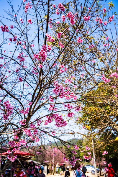 Wild Himalayan Cherry Thai Style Sakura Flower Thailand — стокове фото
