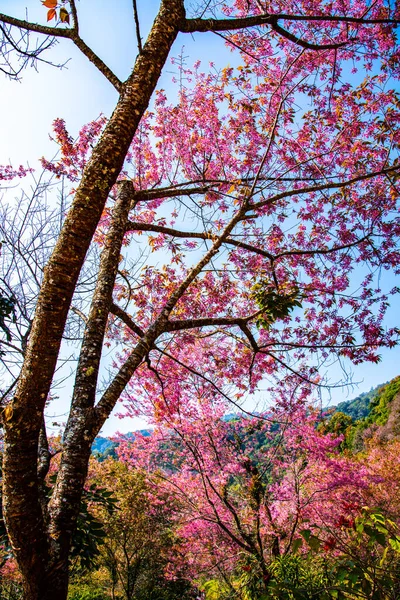 Дикие Алайские Вишневые Деревья Кхун Чанкианском Нагорье Таиланд — стоковое фото