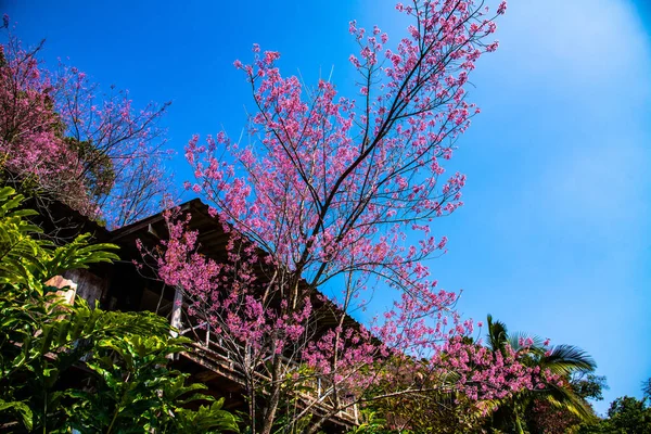 Beautiful Wild Himalayan Cherry Trees Khun Changkhian Highland Agricultural Research —  Fotos de Stock