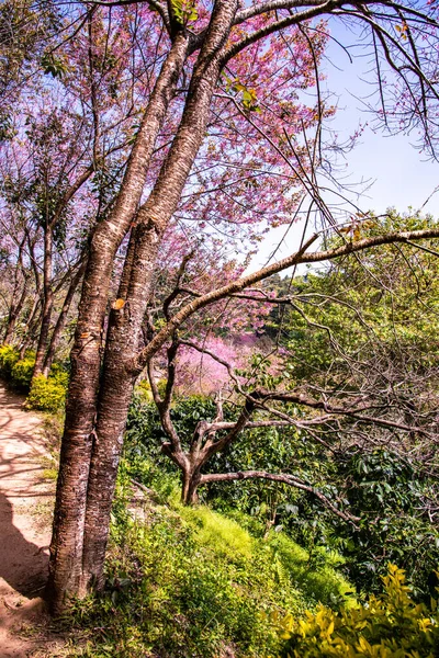 Natural Trail Beautiful Wild Himalayan Cherry Trees Chiangmai Province Thailand — ストック写真