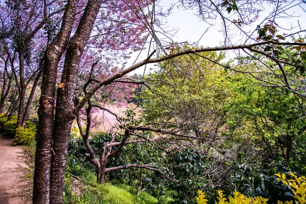 Природная Тропа Красивыми Дикими Гималайскими Вишневыми Деревьями Провинции Чиангмай Таиланд — стоковое фото