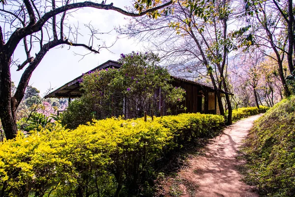 Naturlehrpfad Mit Wunderschönen Wilden Himalaya Kirschbäumen Der Provinz Chiangmai Thailand — Stockfoto