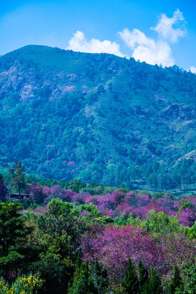 Wild Himalayan Cherry Khun Wang Royal Project Thailand — Stock fotografie