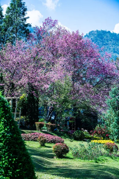 stock image Wild Himalayan Cherry in Khun Wang royal project, Thailand.