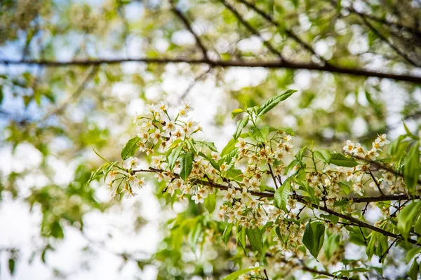 Closeup White Wild Himalayan Cherry Flower Thailand — 스톡 사진