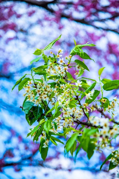 Closeup White Wild Himalayan Cherry Flower Thailand — 图库照片