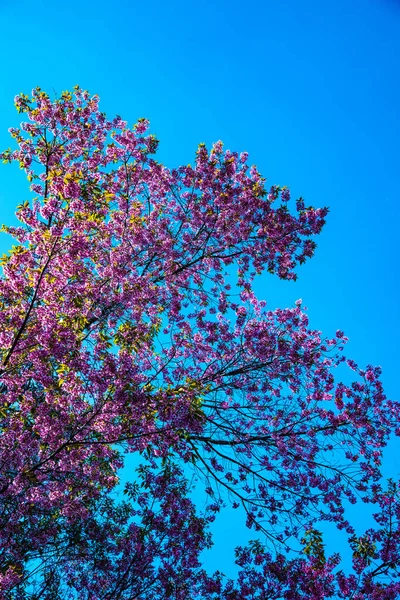 stock image Wild Himalayan Cherry flower in Khun Wang royal project, Thailand.