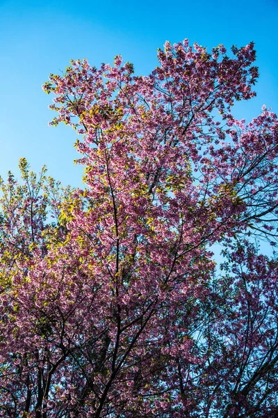 Stock image Wild Himalayan Cherry flower in Khun Wang royal project, Thailand.