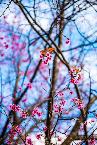Wild Himalayan Cherry Flower Khun Wang Royal Project Thailand — ストック写真