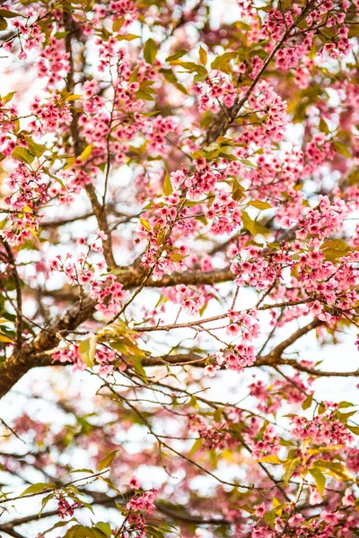 Primer Plano Flor Salvaje Cerezo Del Himalaya Tailandia —  Fotos de Stock