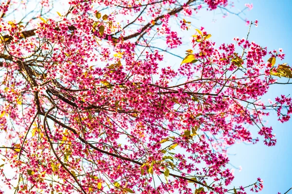Primer Plano Flor Salvaje Cerezo Del Himalaya Tailandia —  Fotos de Stock