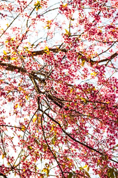 Nahaufnahme Einer Wilden Himalaya Kirschblüte Thailand — Stockfoto