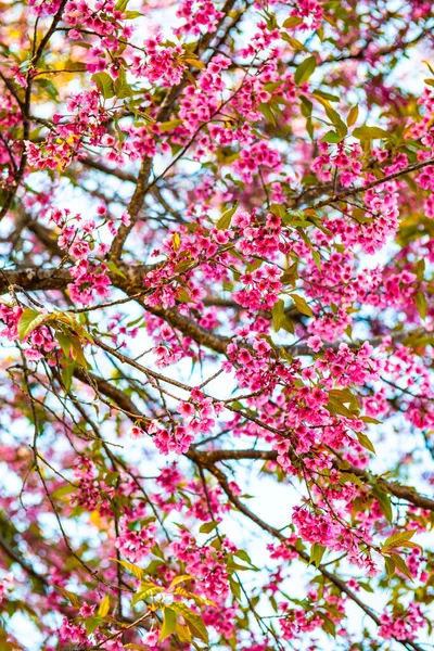 Nahaufnahme Einer Wilden Himalaya Kirschblüte Thailand — Stockfoto