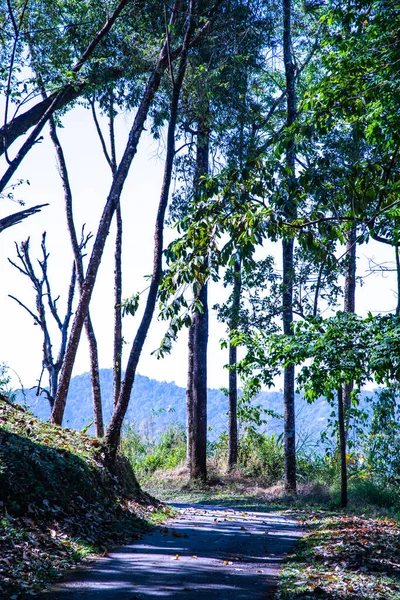 Natural Trail Doi Phu Kha National Park Thailand — Stockfoto