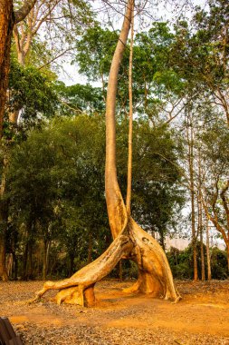 Amazing Sompong tree in Doi Phu Nang national park, Thailand.
