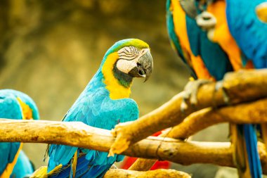 Blue and gold macaw bird in Thai, Thailand.