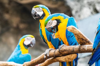 Tayland, Tayland 'da mavi ve altın papağan kuşu.