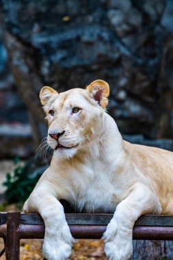 White lion in Thai, Thailand.