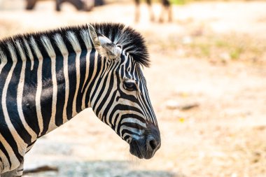 Zebra in Thai, Thailand.