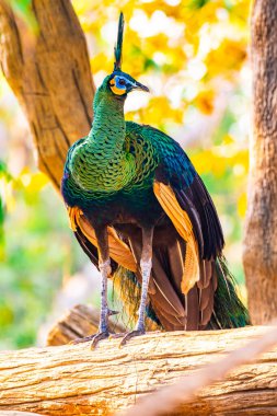 Peacock in the nature, Thailand.