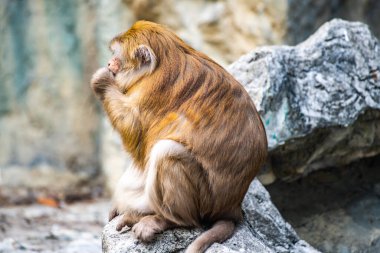 Assam Macaque in Thai, Thailand.