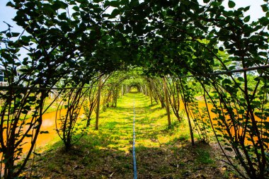 Tayland 'ın Uthai Thani eyaletindeki Dut Parkı.