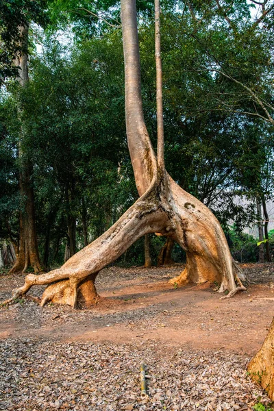 Amazing Sompong Tree Doi Phu Nang National Park Thailand — Stockfoto