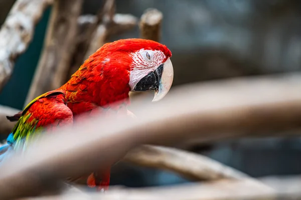 Green Winged Macaw Birds Thai Thailand — Foto de Stock