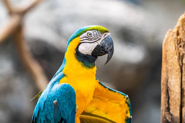 Blå Och Guld Macaw Fågel Thai Thailand — Stockfoto