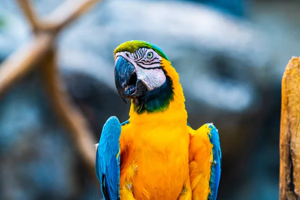 Pájaro Guacamayo Azul Dorado Tailandia — Foto de Stock